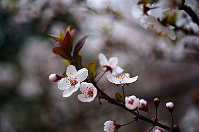 《最终幻想7：重生》创意总监野村哲也表示 已经死去的人在游戏中不应该复活